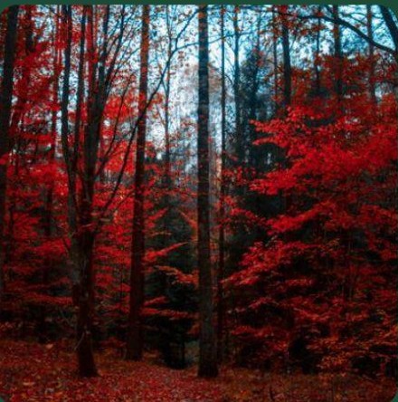 Autumn forest in the Pacific Northwest